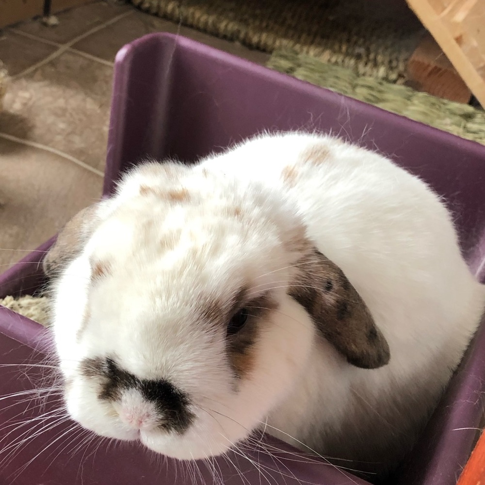 Meet your Posher, Elizabeth